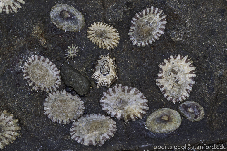 limpets